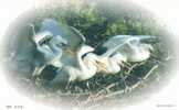 Egret Birds  ,    Pre-stamped Card, Postal Stationery - Cigognes & échassiers