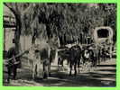 ATTELAGES DE BOEUFS - A TYPICAL OX WAGGON - DOS 3/4 - - Equipaggiamenti