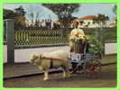 AÇORES, PORTUGAL - CHARIOT À MOUTON - SHEEP CART - CARRAÇA DE CARNEIRO - CIRCULÉE EN 1977 - - Açores