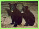 OURS - BEARS - 2 BLACK BEAR CUBS - CIRCULÉE - - Beren