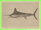 POISSON - THE MARLIN - STAMFORD MUSEUM OF NATURAL HISTORY, CT - - Pescados Y Crustáceos