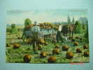 7180 CANADA  GATHERING THE PUMPKINS  FARM SCENE   -  AÑOS / YEARS / ANNI  1910 - Bauernhöfe