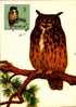 BI 02 - Maximum Card - Bird, Vögel Eagle Owl, Uhu (Bubo Bubo) - Cartes Maximum