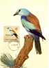 BI 05 - Maximum Card Birds, Vögel European Roller, Blauracke Oder Mandelkrähe (Coracias Garrulus) - Maximumkaarten