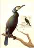 BI 09 - Maximum Card Birds, Vögel - Great Cormorant, Gemeiner Oder Europäischer Kormoran (Phalacrocorax Carbo) - Maximumkaarten