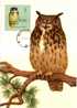 BI 01 - Maximum Card - Bird, Vögel Eagle Owl, Uhu (Bubo Bubo) - Maximumkarten