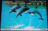 Animals,Dolphin,Sea World,Show,Perfomance,postcard - Delfines