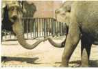 Cpm Elephant - Elefanti