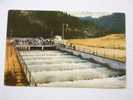 USA  -  Fish Ladders -Northwest Rivers   VF  Cca 1950-60´s  D27070 - Vissen & Schaaldieren