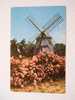 USA - The Oldest Windmill -Cape Cod  - Mass - PU 1940-50's     VF   D27098 - Cape Cod