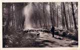 CPA Belle Carte Postale FRANCE Landes - Clairière Avec Moutons - Animée REAL PHOTO - Castets