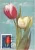 FL 08 - Maximum Card Number - Flowers, Tulip (Tulipa) - Tarjetas Máxima