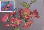 FL 14 - Maximum Card - Flowers, Chinese Quince (Cheanomeles Lagenaria) - Tarjetas Máxima