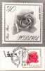 FL 12 - Maximum Card - Flowers, Rose (Rosa) - Cartes Maximum