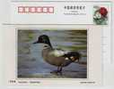 Flcated Duck,China 2002 Dongtan Rare Bird Postal Stationery Card - Anatre