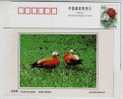 Ruddy Shelduck,China 2002 Dongtan Rare Bird Postal Stationery Card - Canards