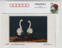 Tundra Swan,China 2002 Dongtan Rare Bird Postal Stationery Card - Swans