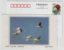 Whooper Swan,China 2002 Dongtan Rare Bird Postal Stationery Card - Cygnes