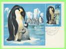 CARTE MAXIMUM - PINGUINS - RUSSIE - CARTES MAXIMUM 1978 - - Maximum Cards