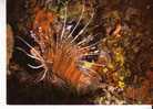 Pterois Antennata  Ou Poisson Scorpion  - DJIBOUTI - FEERIE SOUS MARINE TROPICALE - N°  15 - Pesci E Crostacei