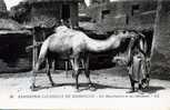 EXPOSITION COLONIALE DE MARSEILLE UN MAURITANIEN ET SON CHAMEAU EDIT LL - Ausstellungen