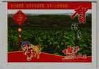 Tobacco Leaf Planting,citrus Fruit Tree Garden,China 2008 Ganzhu Town New Year Greeting Pre-stamped Letter Card - Tobacco