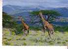 GIRAFES - - Girafes