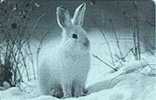 Deutschland - Germany - PD 13/02 - Arktische Tierwelt - Schneeschuhhase - Rabbit - Kaninchen