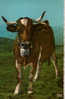 CARTE POSTALE D UNE VACHE - UNE REINE DES ALPAGES - Bull