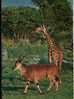 CARTE POSTALE D UNE GIRAFFE ET ELAN DU CAP - Giraffes