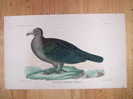 Ancienne Gravure Couleur - 1856 - OISEAU - SERRESIUS GALEATUS BONAPARTE - BIRD PRINT Oiseaux - Collections