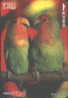 PARROT - JAPAN - V002 - Parrots