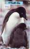 TC Japan Oiseau PENGUIN (449) Pinguin MANCHOT PINGOUIN Bird Vogel - Pinguins