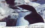 TC Japan Oiseau PENGUIN (459) Pinguin MANCHOT PINGOUIN Bird Vogel - Pinguïns & Vetganzen