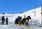 74 - HAUTE SAVOIE - AVORIAZ - Promenade En TRAINEAU - CHEVAL - NEIGE - - Avoriaz