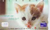 Télécarte Japon (1355)  * CHAT * Katze * CAT  *  KAT * Japan Phonecard - Katzen