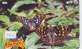 PAPILLON BUTTERFLY SCHMETTERLING MARIPOSA Vlinder (335) - Mariposas