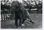 éléphant,, Brush-Down,  Hulton Deutsch - Elephants