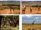 4 Giraffe Postcards - 4 Carte De Giraffe - Giraffen