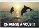 Carte Postale  Dauphins  Trés Beau Plan - Fish & Shellfish