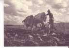 Une Scène De LABOURAGE Vers 1950 Dans Les Bouches Du Rhône - Attelage De Boeufs  - Collection Sélection Reader´s Digest - Cultures