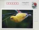 China 2000 Loving Bird Budgerigars Yellow Parrot Postal Stationery Card - Papagayos