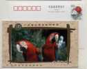 Rare Bird Scarlet Macaw Parrot,CN 00 Xiangjiang Wildlife World Park Advertising Postal Stationery Card - Perroquets & Tropicaux