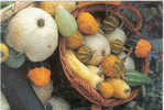 S83 CESTO CON ZUCCHE PANIER   POTIRONS BASKET PUMPKINS  CALABAZAS  KORB MIT ZIERKÜRBISSEN  VOLKER RAUCH - Andere & Zonder Classificatie