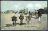 Donkeys At The Beach, Skegness, U.K. - Otros & Sin Clasificación