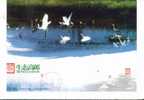 Bird Storks Long-leged Birds Wetland Bird ,   Pre-stamped Card. Postal Stionery - Cigognes & échassiers