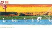 Wetland Birds Swan  ,   Pre-stamped Card  , Postal Stationery - Cisnes