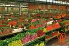 AALSMEER -   Worl Flower Centre - Aalsmeer