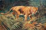 ILLUSTRATEUR  RAPHAEL TUCK  - OILETTE  N° 8785  WILD ANIMALS - FAUVE - LIONNE - Tuck, Raphael