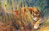 ILLUSTRATEUR  RAPHAEL TUCK  - OILETTE  N° 8785  WILD ANIMALS - FAUVE - TIGRE - Tuck, Raphael